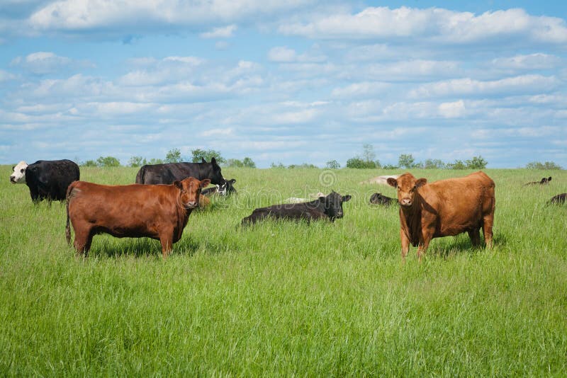 Alert Cows