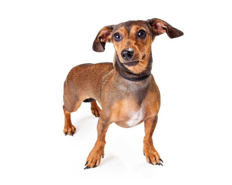 Alert Dachshund Mixed Breed Dog Standing Stock Photo Image of hair