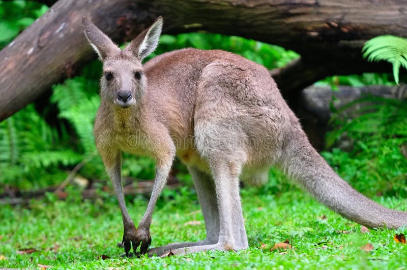 Alert grey kangaroo