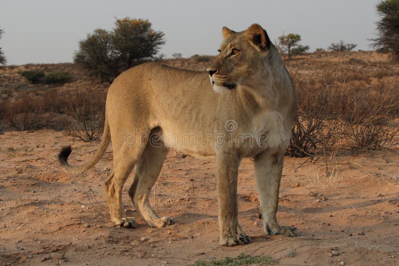 Alert lioness in the Kgaligadi