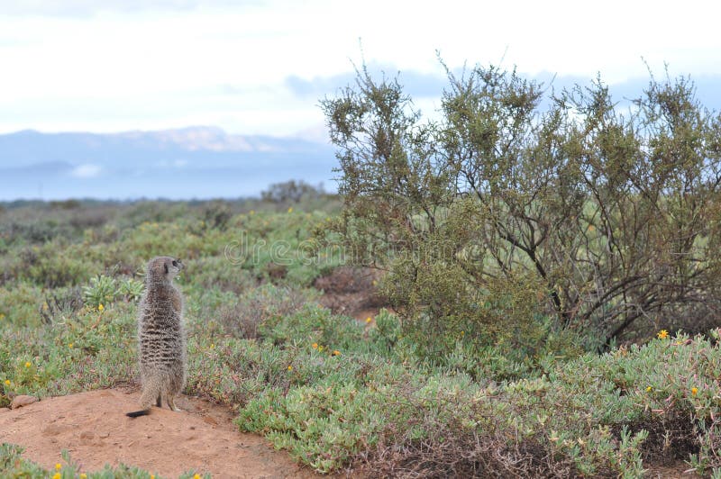 Alert Meerkat