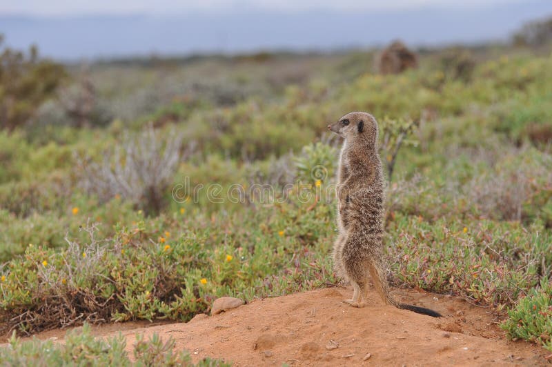 Alert Meerkat