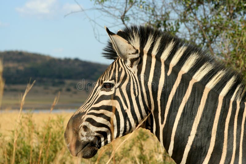 Alert - Mountain Zebra stock photo. Image of herd, herbivore - 2938592