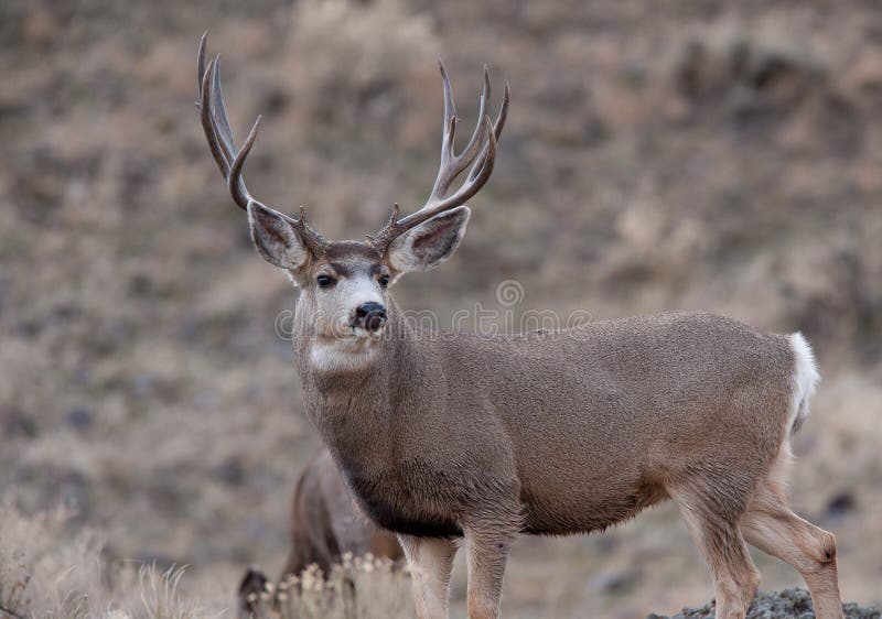 Alert mule deer buck