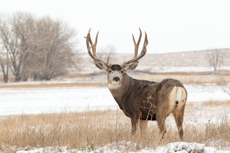 Alert Mule Deer Buck in Snow royalty free stock photos