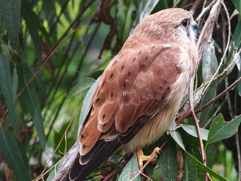 A Alert Nankeen Kestrel Perched on a Eucalyptus Tree.