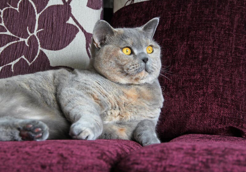 Alert pedigree cat on sofa