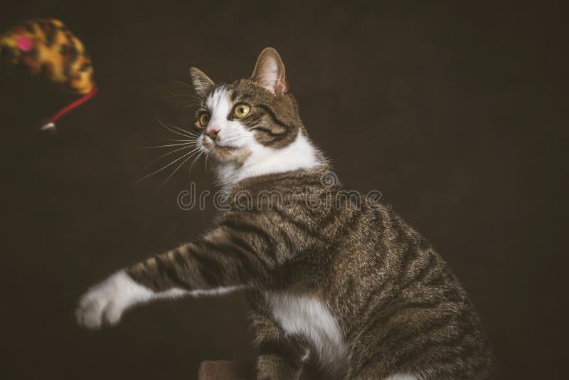 Alert playful young tabby cat with white chest sitting on scratching post against dark fabric background.