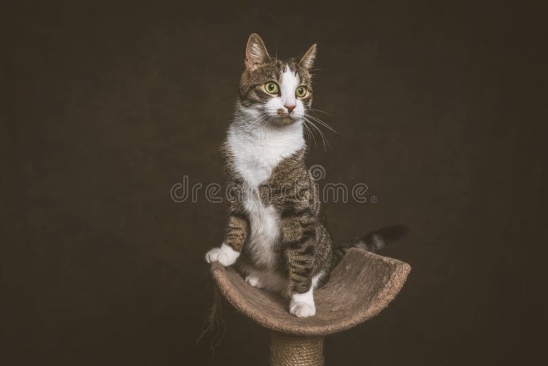 Alert playful young tabby cat with white chest sitting on scratching post against dark fabric background.