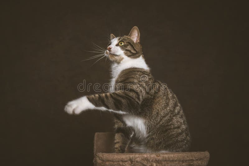 Alert playful young tabby cat with white chest sitting on scratching post against dark fabric background.