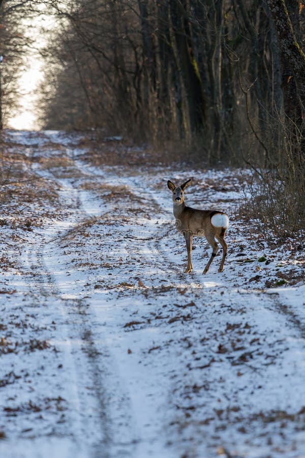 Alert roe on the forest road in winter