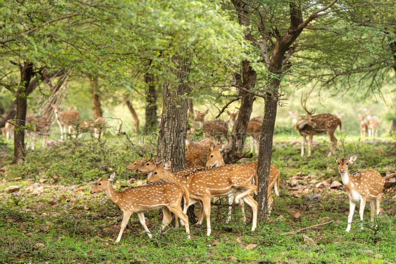 Alert Spotted deer or Chital or axis axis herd in monsoon green at ranthambore national park or forest reserve Rajasthan India