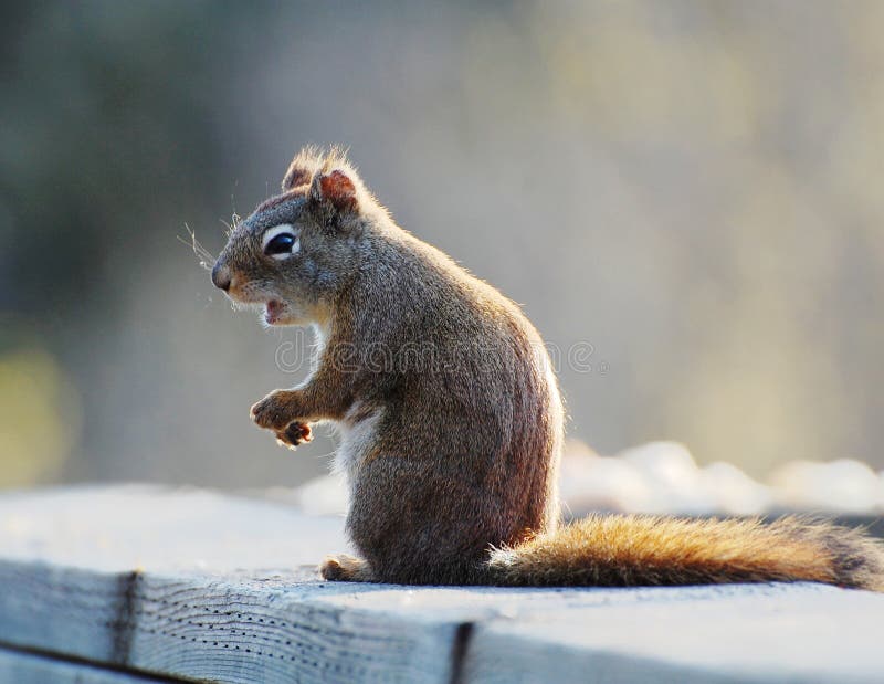 Alert squirrel