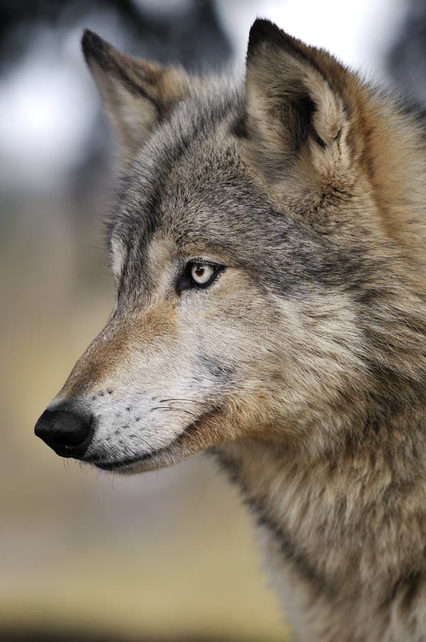 Alert Timber Wolf Portrait