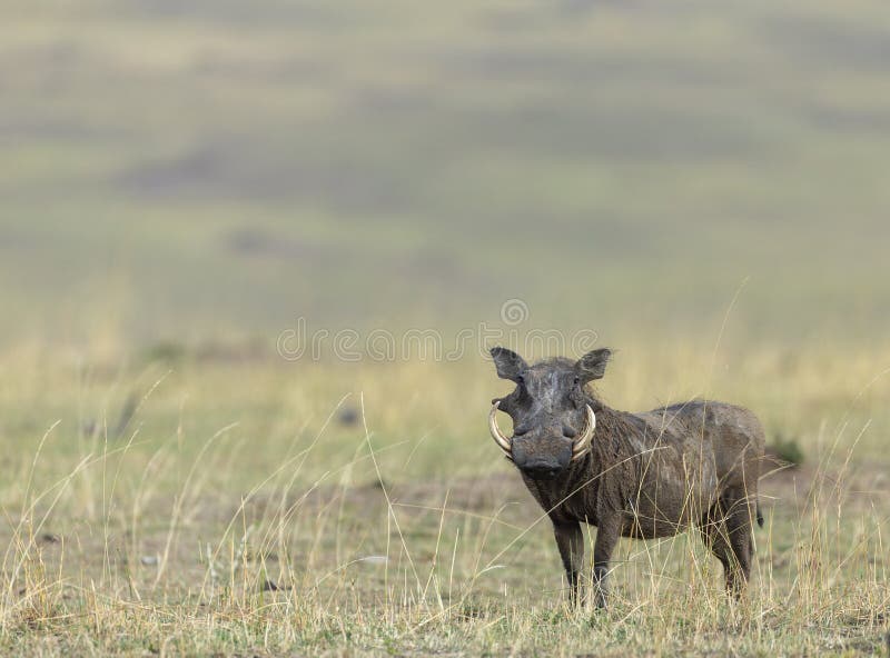 Alert Warthog in dry grassland at Masai Mara, Kenya