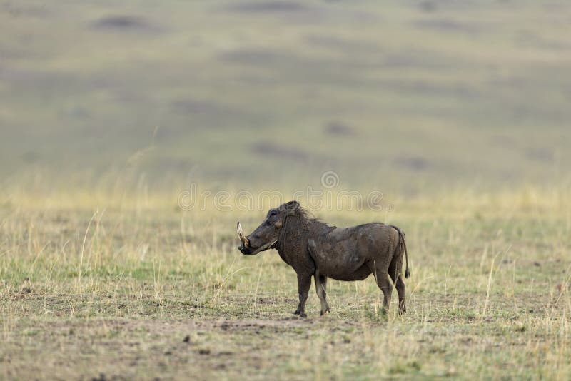 Alert Warthog in dry grassland at Masai Mara, Kenya