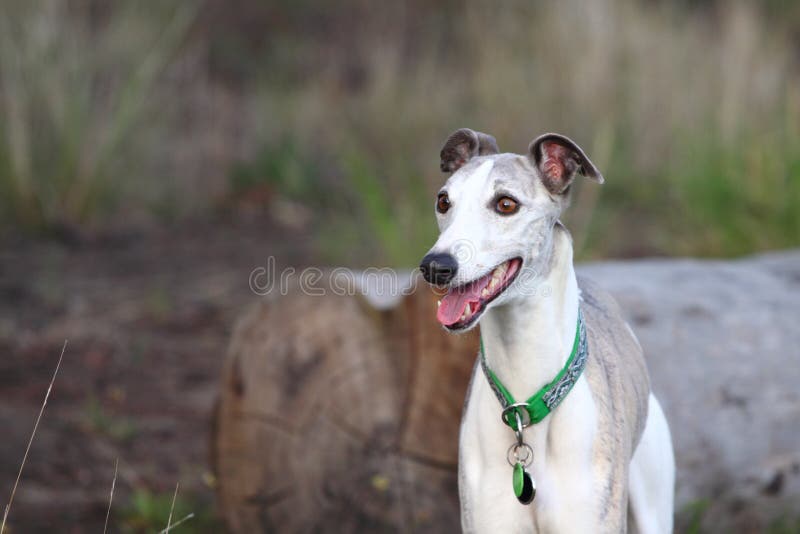 Alert whippet