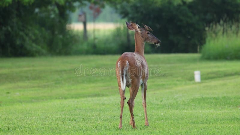 Alertez les cerfs blancs se tenant debout et regardant dans un environnement de forêt naturelle calme banque de vidéos