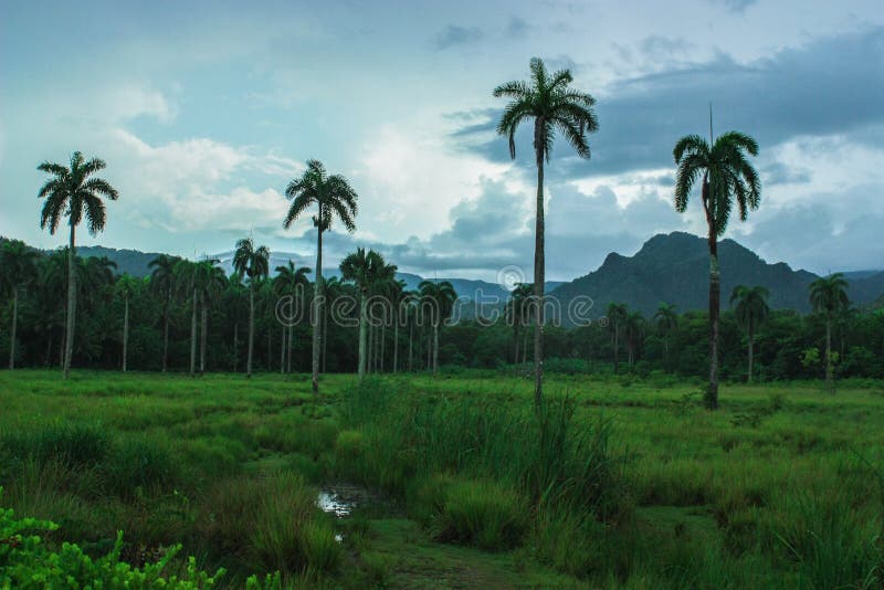 Alexander Humbold National Park in Cuba, close to Baracoa and Guantanamo stock image Alexander Humbold National Park in Cuba, close to Baracoa and Guantanamo stock image