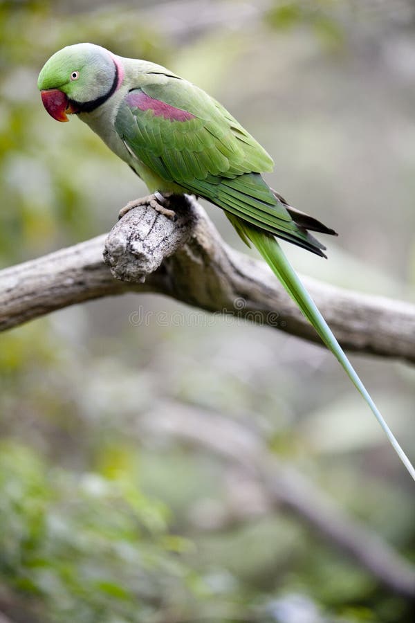 Alexandrine Parakeet royalty free stock images