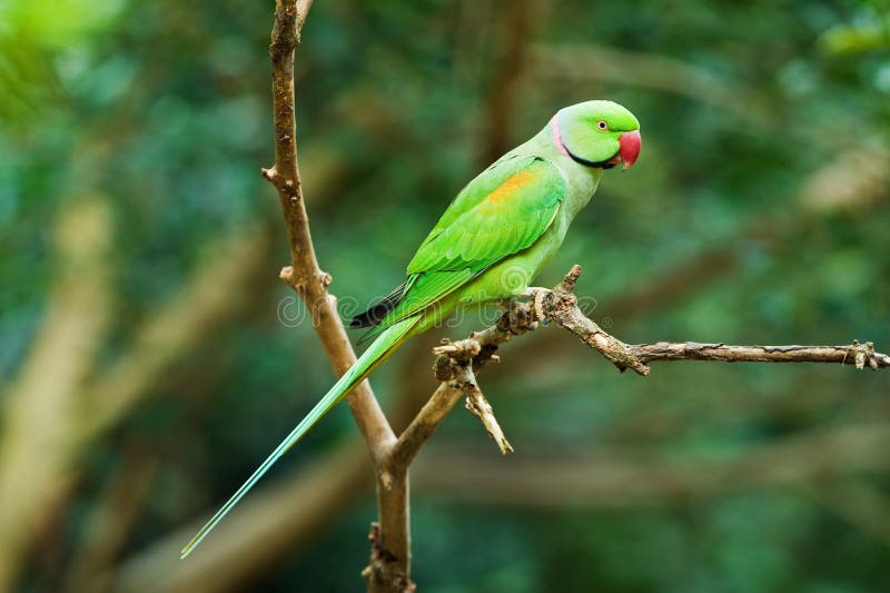 Alexandrine Parakeet stock image