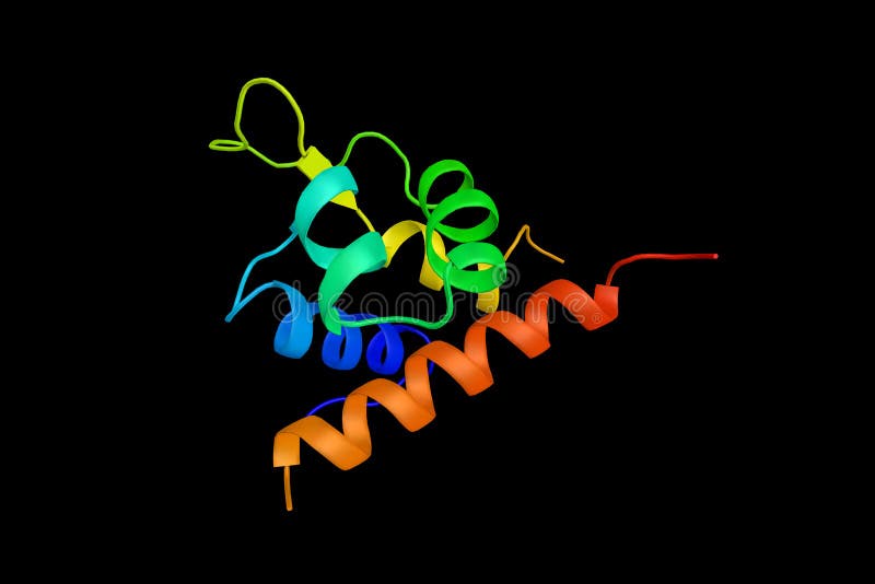 Alpha-actinin 2, a protein which crosslinks filamentous actin molecules and titin molecules from adjoining sarcomeres at Z-discs, a function that is modulated by phospholipids. 3d rendering. Alpha-actinin 2, a protein which crosslinks filamentous actin molecules and titin molecules from adjoining sarcomeres at Z-discs, a function that is modulated by phospholipids. 3d rendering.