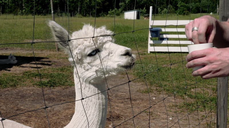 Alfabet eet voor menselijke handen. alpaca-kwekerij. dierentuindieren