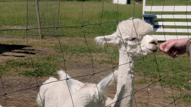 Alfabet eet voor menselijke handen. alpaca-kwekerij. dierentuindieren