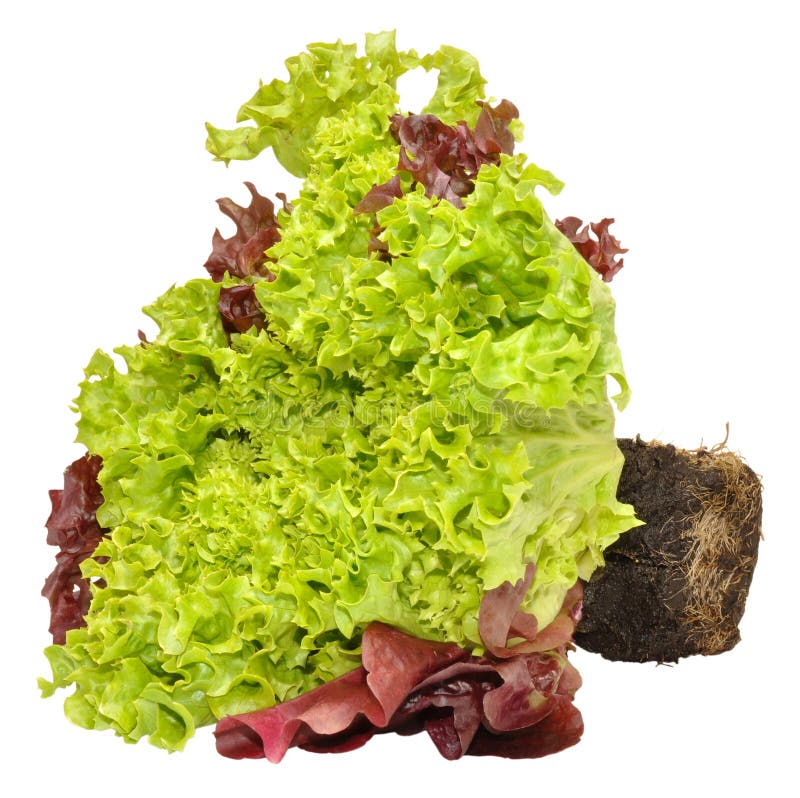 Alface viva fresca foto de stock royalty free