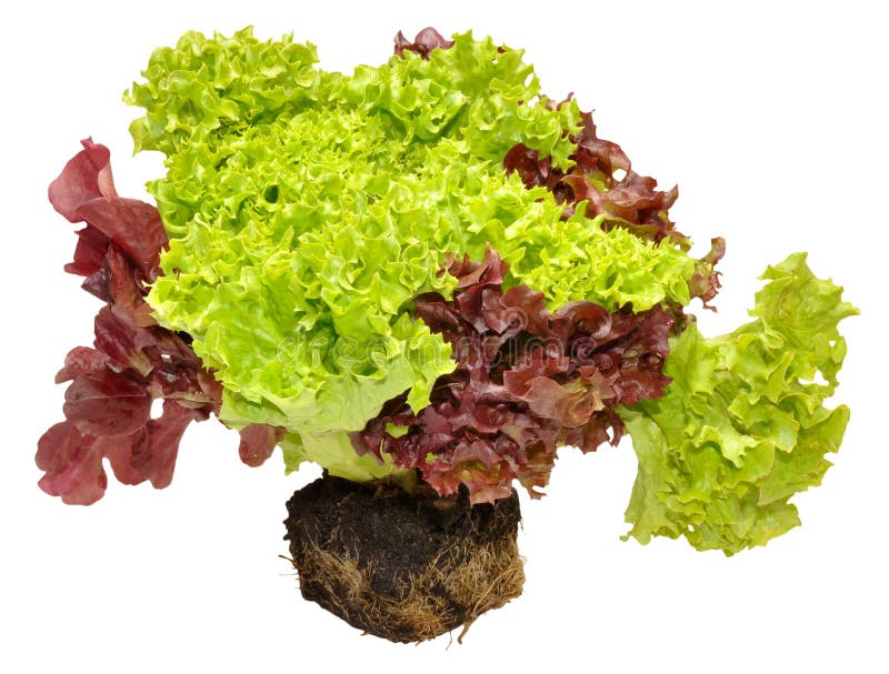 Alface Viva Fresca fotografia de stock royalty free