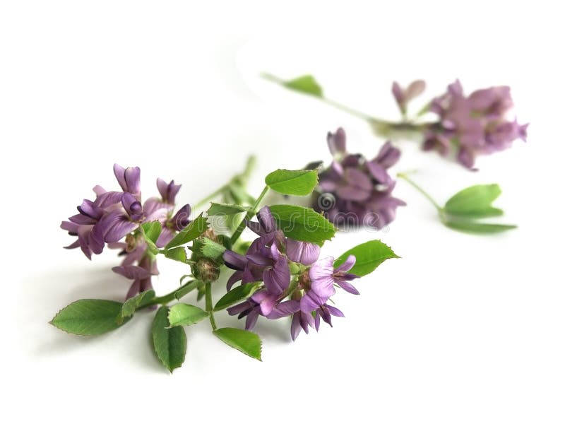 Alfafa (Medicago sativa) fotografia de stock Alfafa (Medicago sativa) fotografia de stock