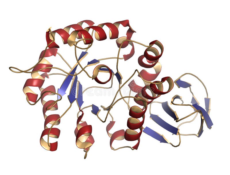 Alfabetisk-galactosidase (Agalsidase) Enzym Stock ...