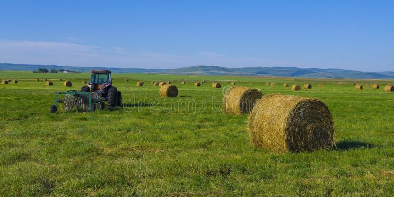 Alfalfa hay bales in a field with tractor in the Canadian prairie's, Alberta, Canada. Alfalfa hay bales in a field with tractor in the Canadian prairie's, Alberta, Canada