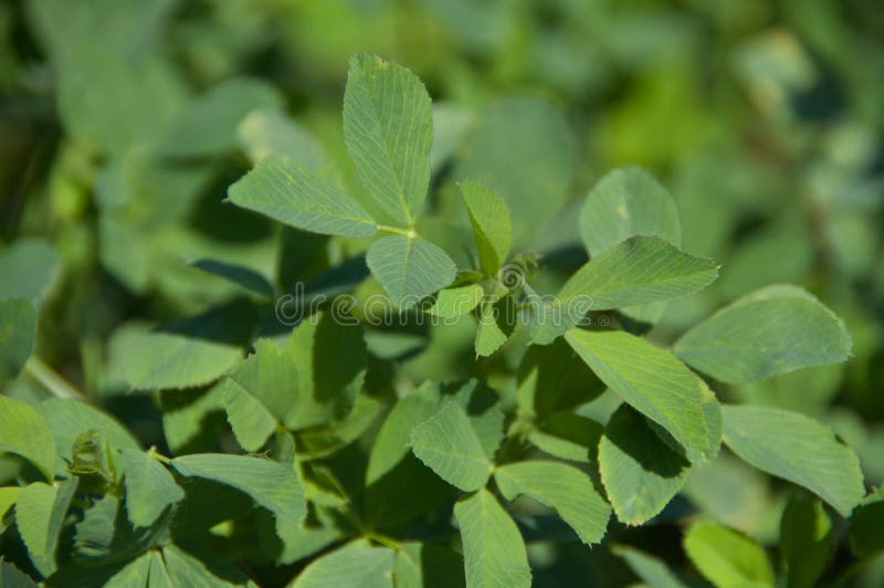 Alfalfa Leaves stock photo. Image of farming, agriculture 44635868