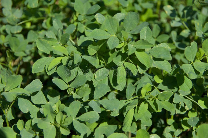 Alfalfa Leaves stock photo. Image of alfalfa, harvest 44635886