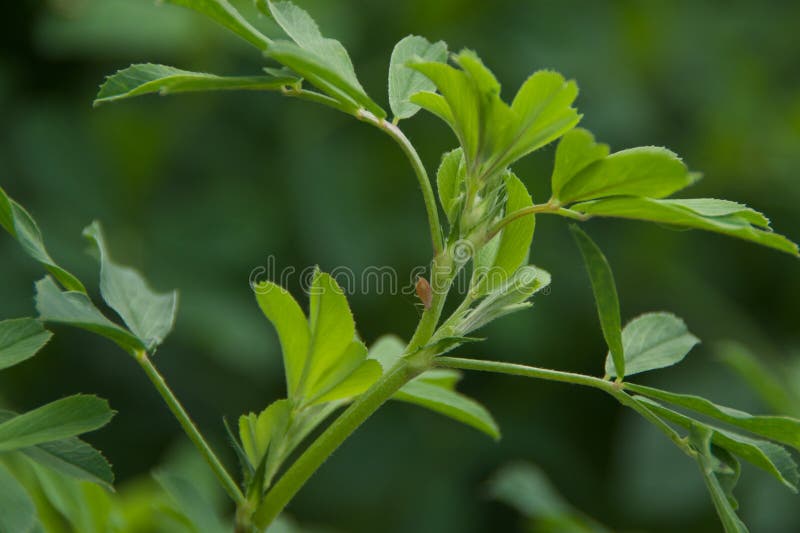 Alfalfa Leaves stock image. Image of leaf, leaves, farm 43906965