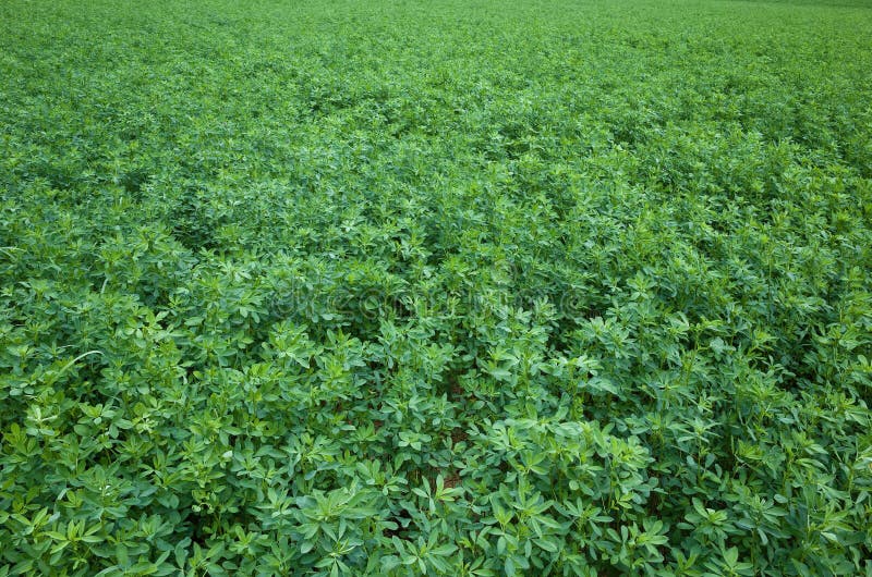 Alfalfa stock photography Alfalfa stock photography