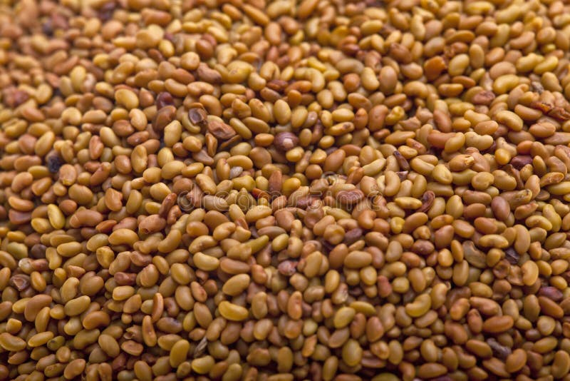 Alfalfa seeds stock image. Image of food, farm, crop 29135097