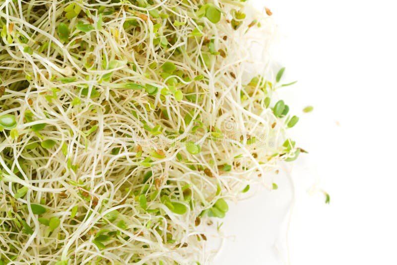 alfalfa sprout alfalfa sprout