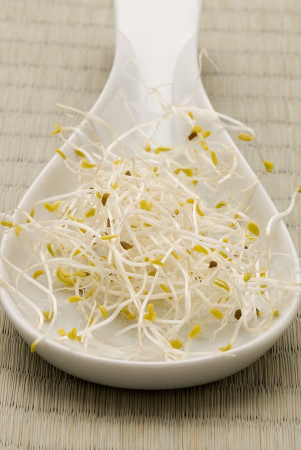 Alfalfa sprouts. stock image. Image of fresh, vegetarian 11679557