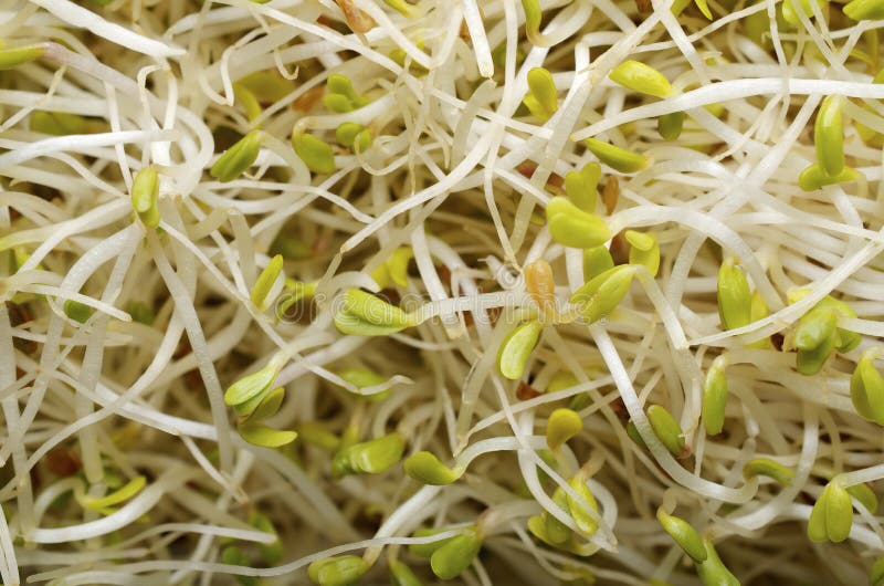 Alfalfa Sprouts Close Up stock photo. Image of home, growing 19073674