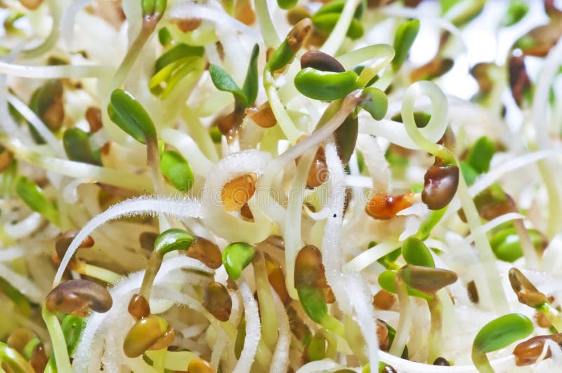 Alfalfa Sprouts Close Up stock photo. Image of home, growing 19073674