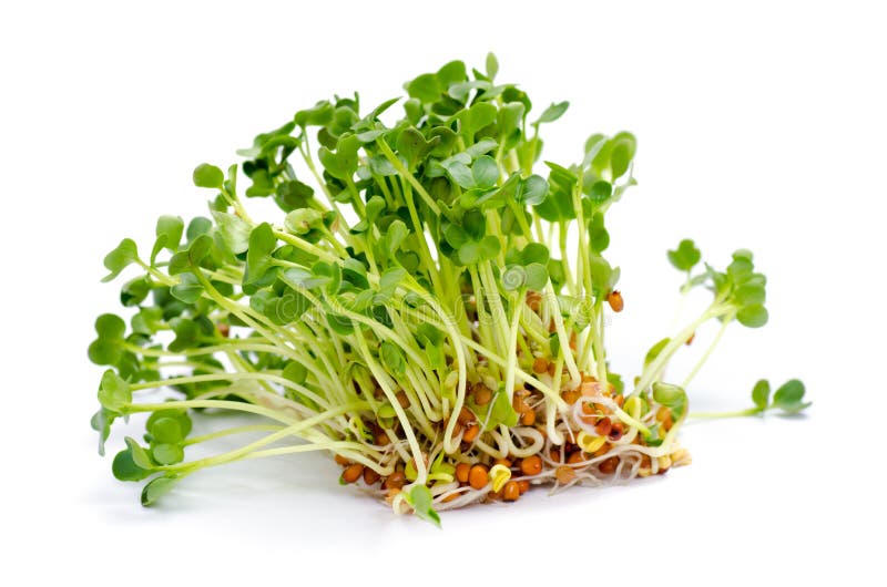 Alfalfa sprouts