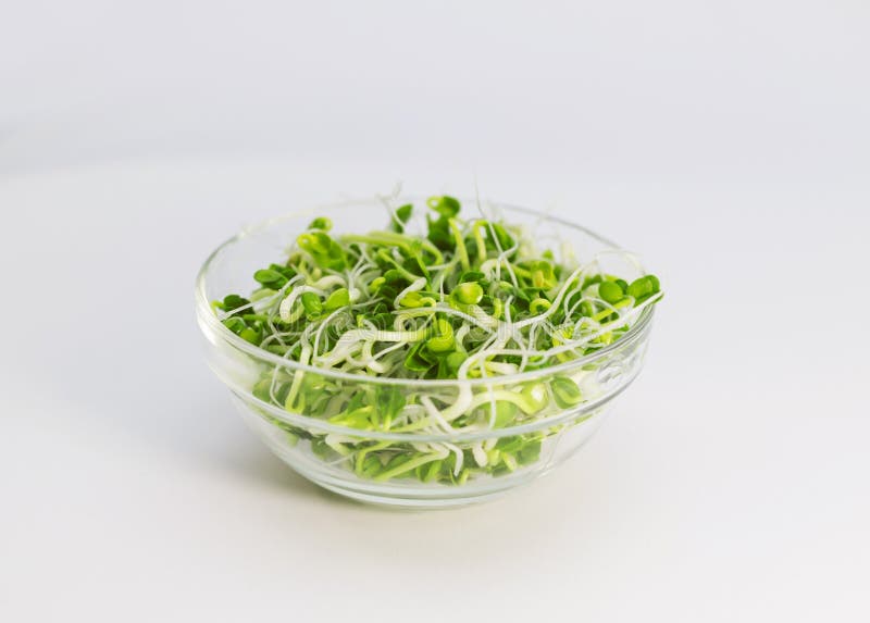 Blend of Broccoli, Alfalfa, Clover and Radish Sprouts Stock Image