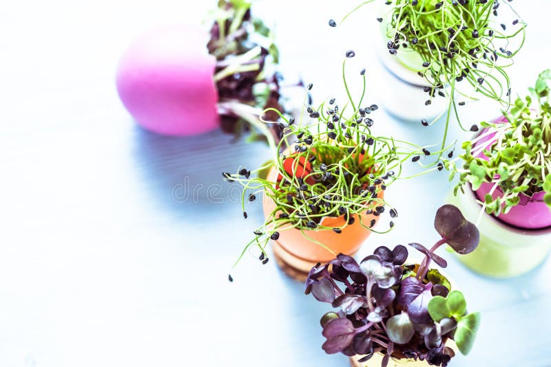 Alfalfa Sprouts in Easter Eggs Shell, from Above Stock Image Image of