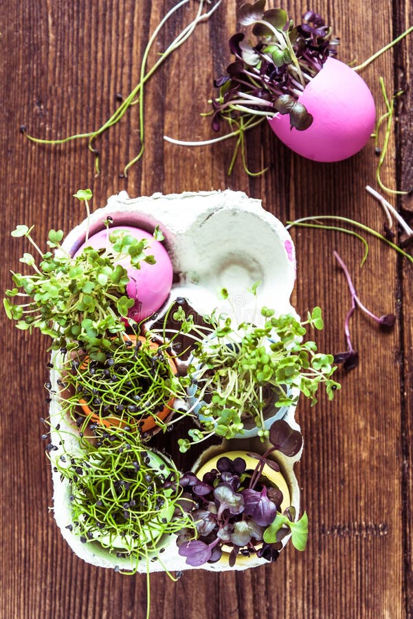 Alfalfa Sprouts in Easter Eggs Shell, from Above Stock Photo Image of