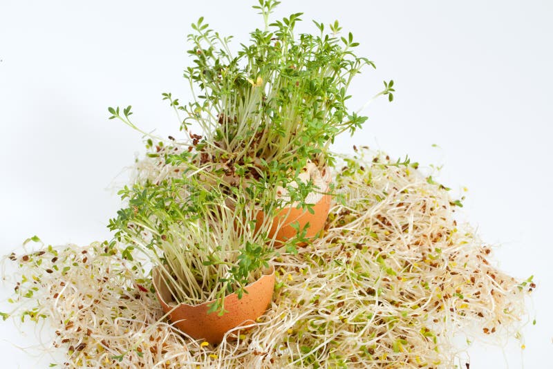 Alfalfa Sprouts and Spring Easter Egg Stock Photo Image of salad
