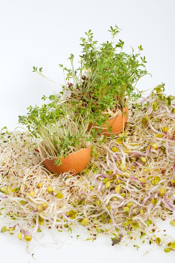 Alfalfa Sprouts And Spring Easter Egg Stock Image Image of herb
