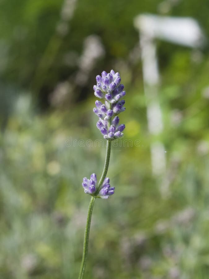 Alfazema, angustifolia do Lavandula, flores no macro da haste com fundo do bokeh, foco seletivo, DOF raso imagem de stock royalty free Alfazema, angustifolia do Lavandula, flores no macro da haste com fundo do bokeh, foco seletivo, DOF raso imagem de stock royalty free