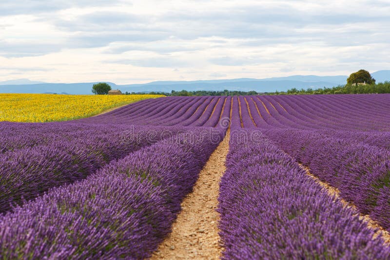 A alfazema coloca perto de Valensole em Provence, França imagem de stock A alfazema coloca perto de Valensole em Provence, França imagem de stock